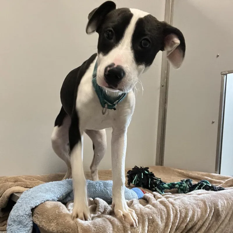 A young medium-sized female Black Mixed Breed dog named Silk for adoption in Oneonta, NY