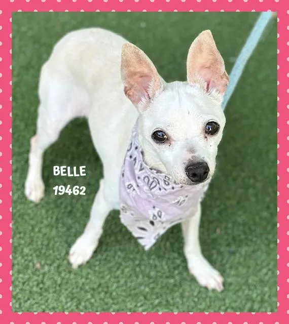 Belle