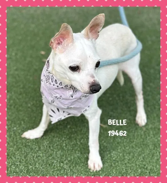 Belle thumbnail 2
