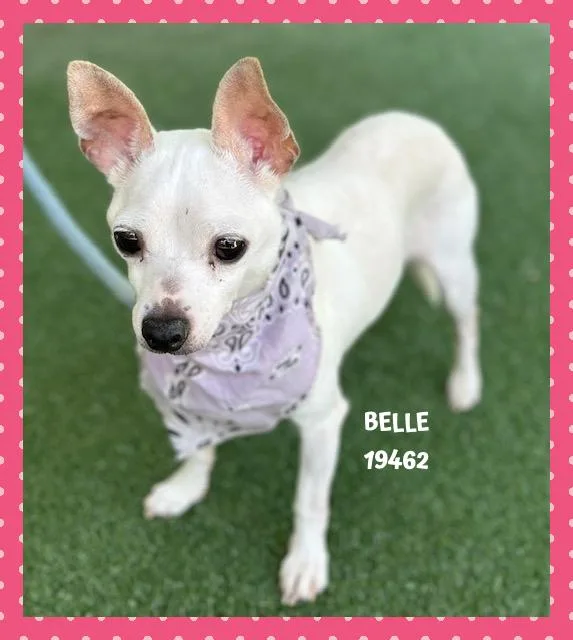 Belle thumbnail 3