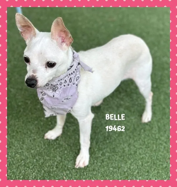 Belle thumbnail 4