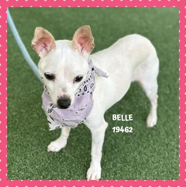 Belle thumbnail 5