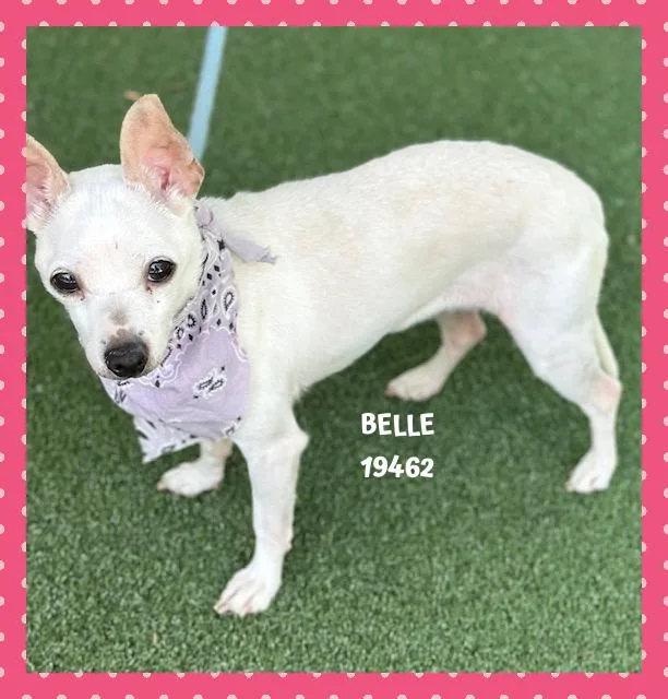 Belle thumbnail 6