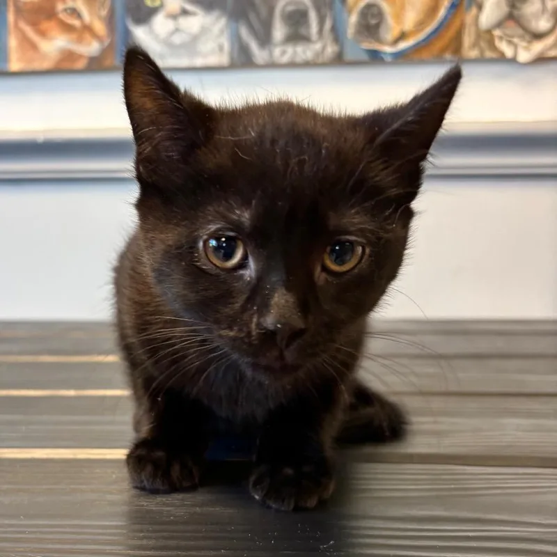 A baby small-sized male Black Domestic Short Hair cat named Munchkin for adoption in Birdsboro, PA