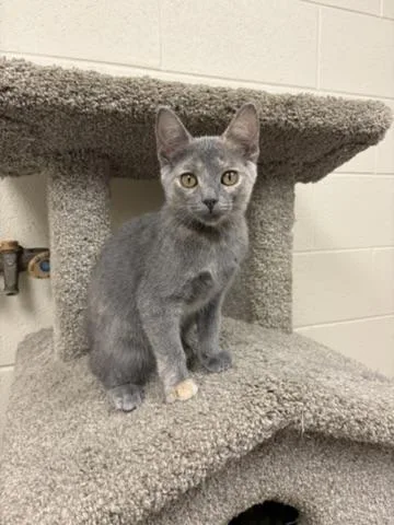 A young small-sized female Domestic Short Hair cat named Mochi for adoption in Valparaiso, IN