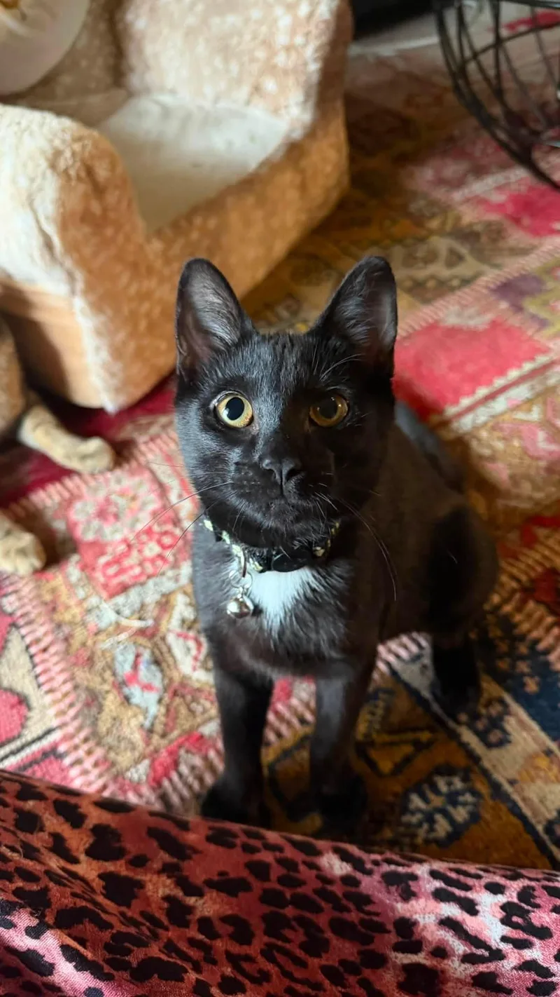 A baby medium-sized female Black Domestic Short Hair cat named Pepper  Kimchi  for adoption in Beltsville, MD