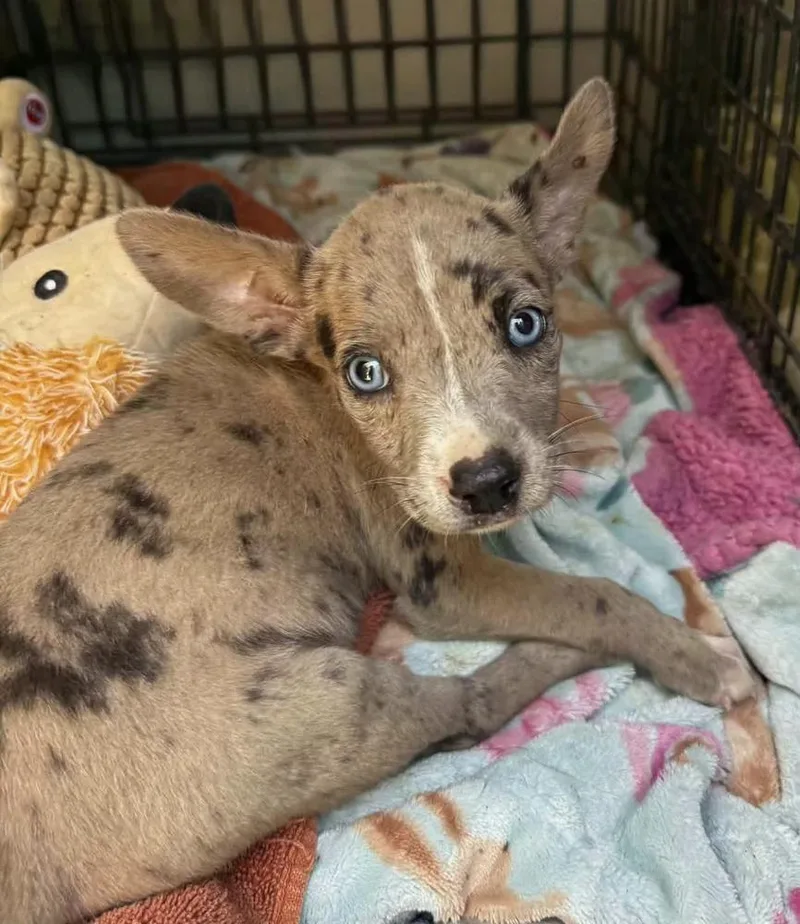 A baby medium-sized female Catahoula Leopard Dog dog named Becky for adoption in Silsbee, TX
