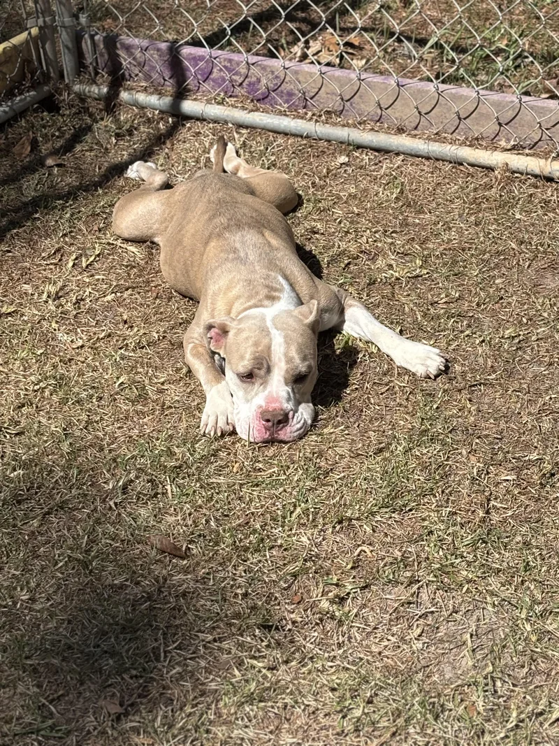 A young medium-sized female Apricot / Beige American Bulldog dog named Icee for adoption in Dover, AR