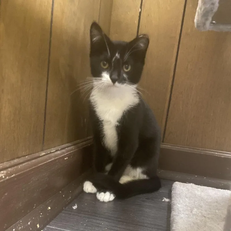A young small-sized female Black Domestic Short Hair cat named Lightning for adoption in Union, MO