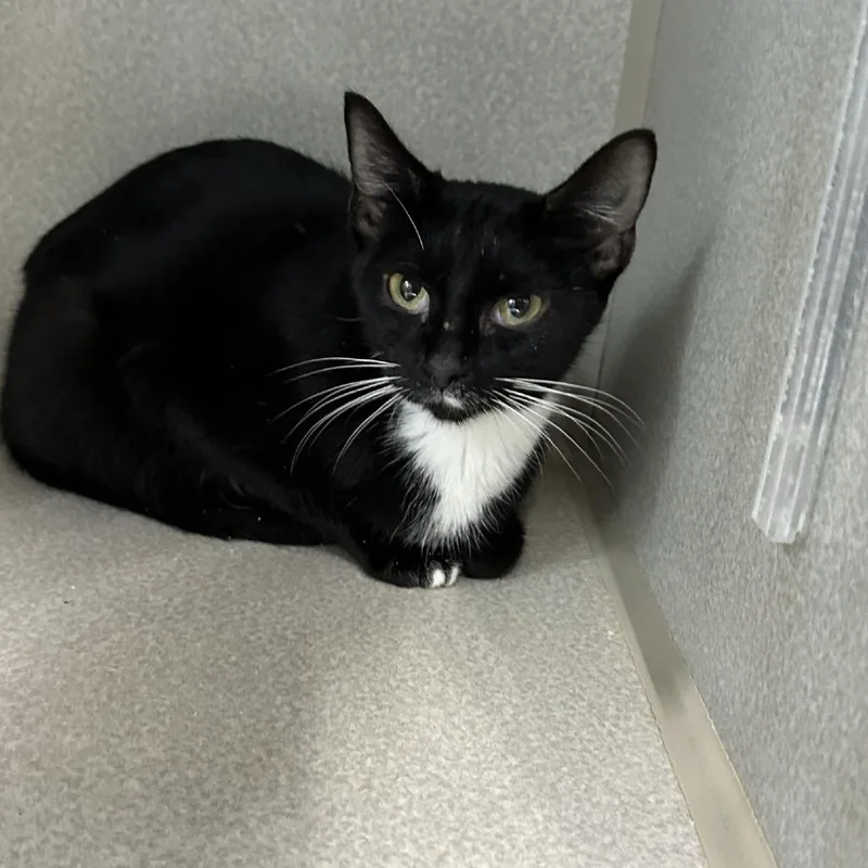 An adult medium-sized female Black Domestic Short Hair cat named Ranch for adoption in Morganton, NC