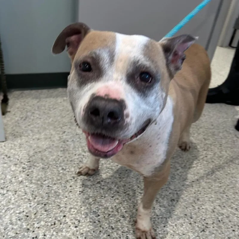 A senior large-sized female Yellow / Tan / Blond / Fawn Pit Bull Terrier dog named Zoey for adoption in Carlyle, IL