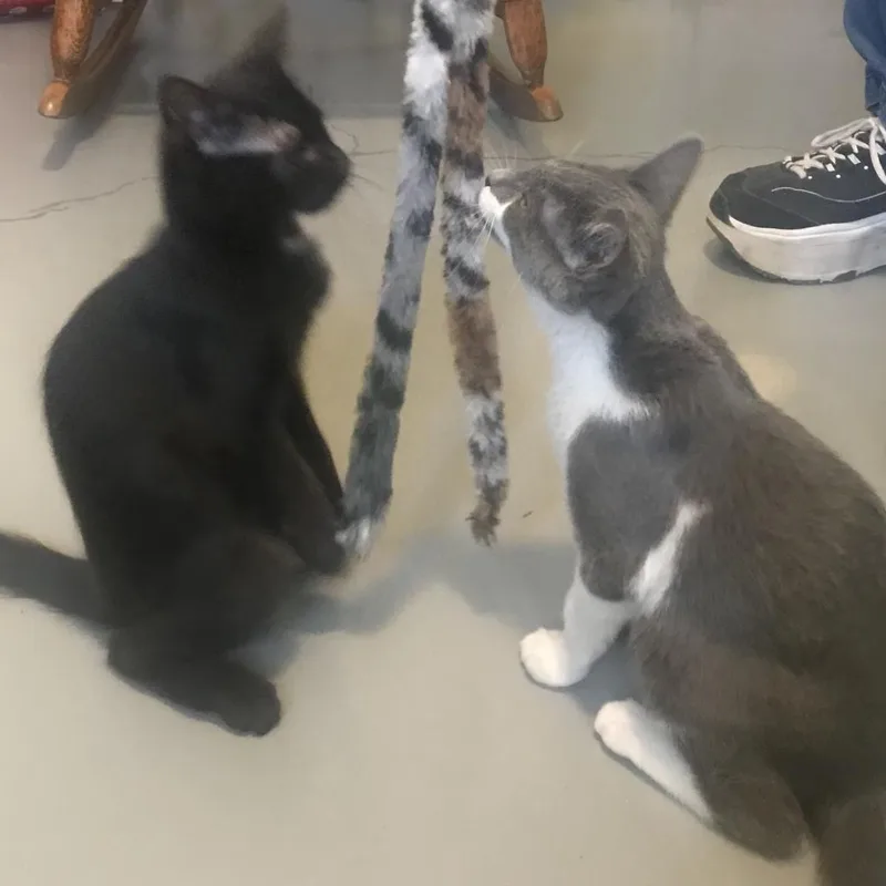 An adult medium-sized male Gray / Blue / Silver Domestic Medium Hair cat named Fred for adoption in Arizona City, AZ