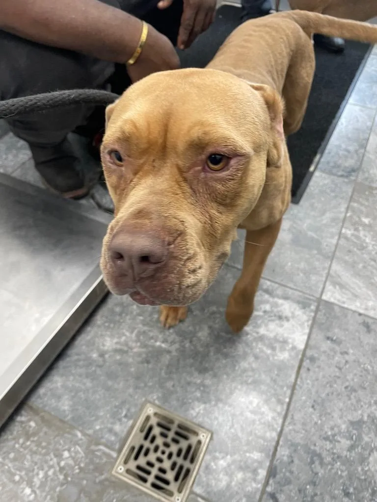 An adult medium-sized female Mixed Breed dog named Miracle for adoption in Oxford, NC