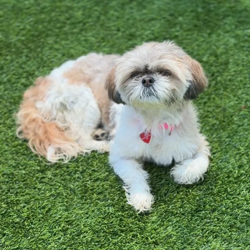 An adult small-sized female Gray / Blue / Silver Shih Tzu dog named Donut A for adoption in Mission Hills, CA