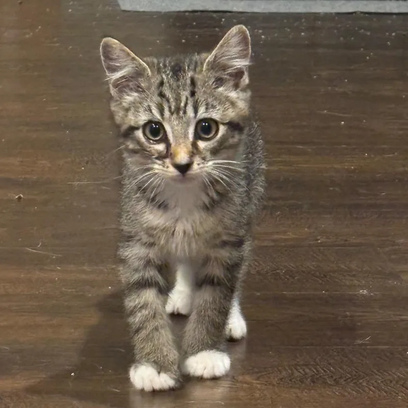 A baby small-sized male Brown / Chocolate Domestic Short Hair cat named Grape for adoption in La Grange, KY