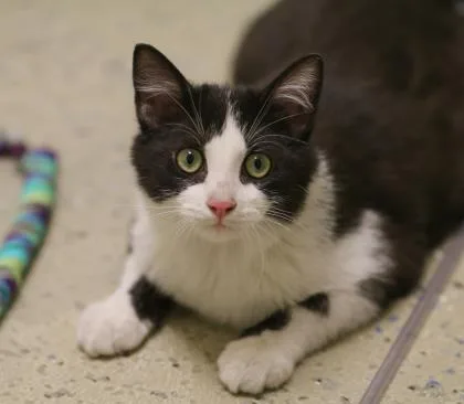 An adult small-sized male Domestic Short Hair cat named Gizmo for adoption in Verona, WI