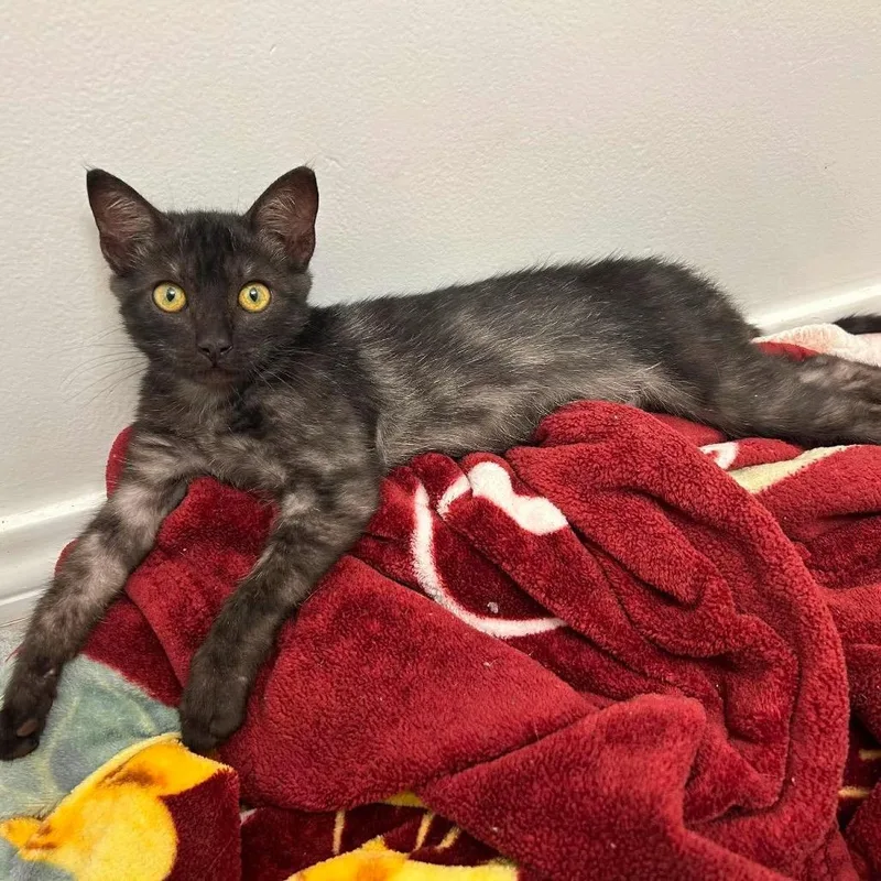 A baby small-sized male Black Domestic Short Hair cat named Freddy for adoption in Bend, OR