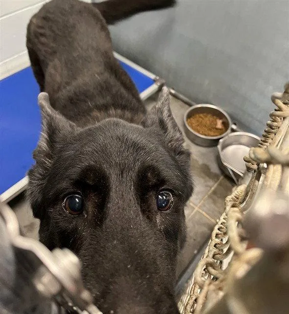 A senior medium-sized female German Shepherd Dog named Lily for adoption in Tavares, FL