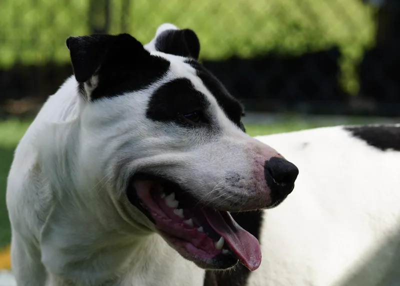 An adult medium-sized female Mixed Breed dog named Maizie "HERE IN NH" for adoption in Northwood, NH