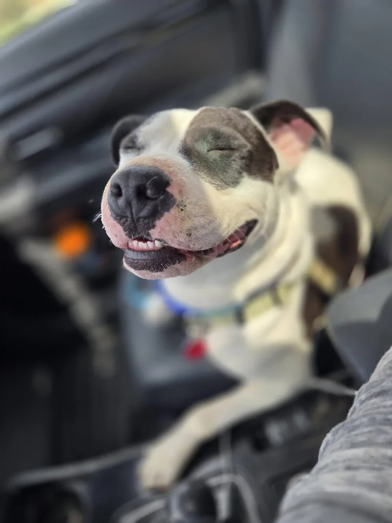 Maizie "HERE IN NH" thumbnail 3
