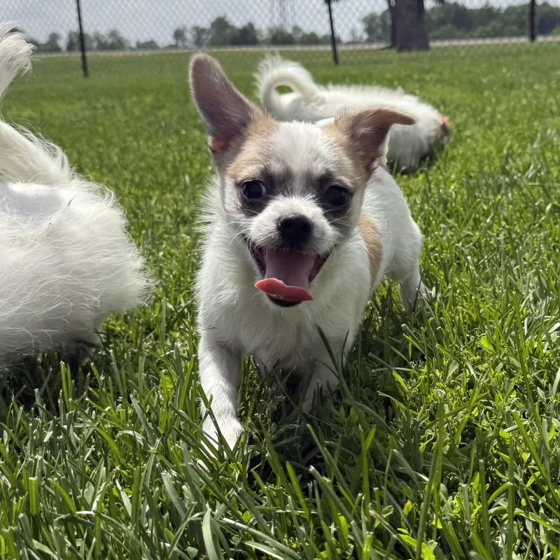A young small-sized female Pomeranian dog named D.j. for adoption in Brazil, IN