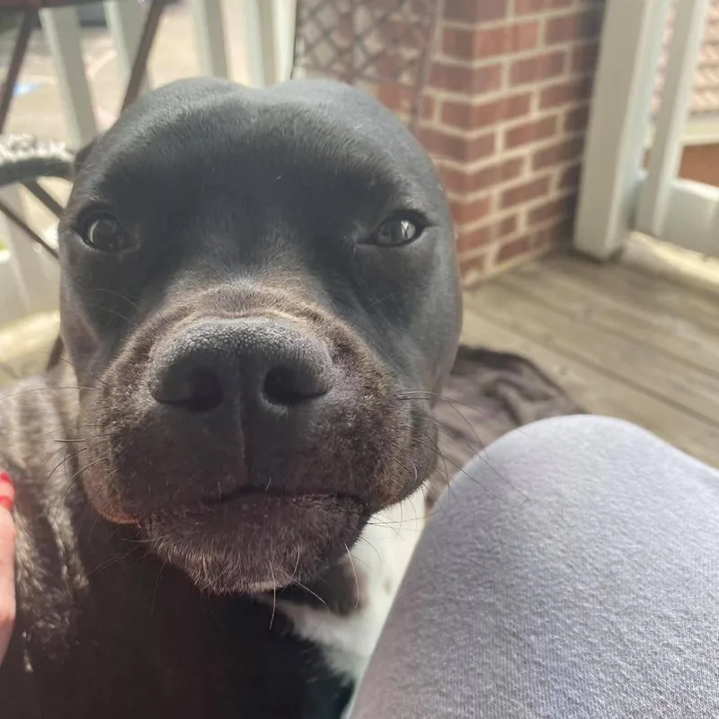 An adult medium-sized male Black Pit Bull Terrier dog named Gustavo for adoption in Dallas, TX