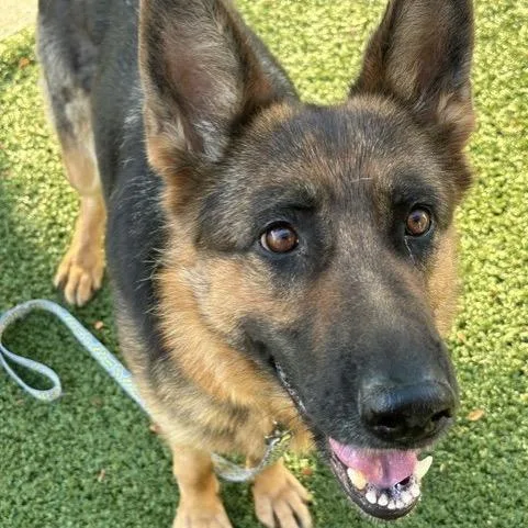 An adult large-sized female Brown / Chocolate German Shepherd Dog dog named Gretta for adoption in Indianapolis, IN