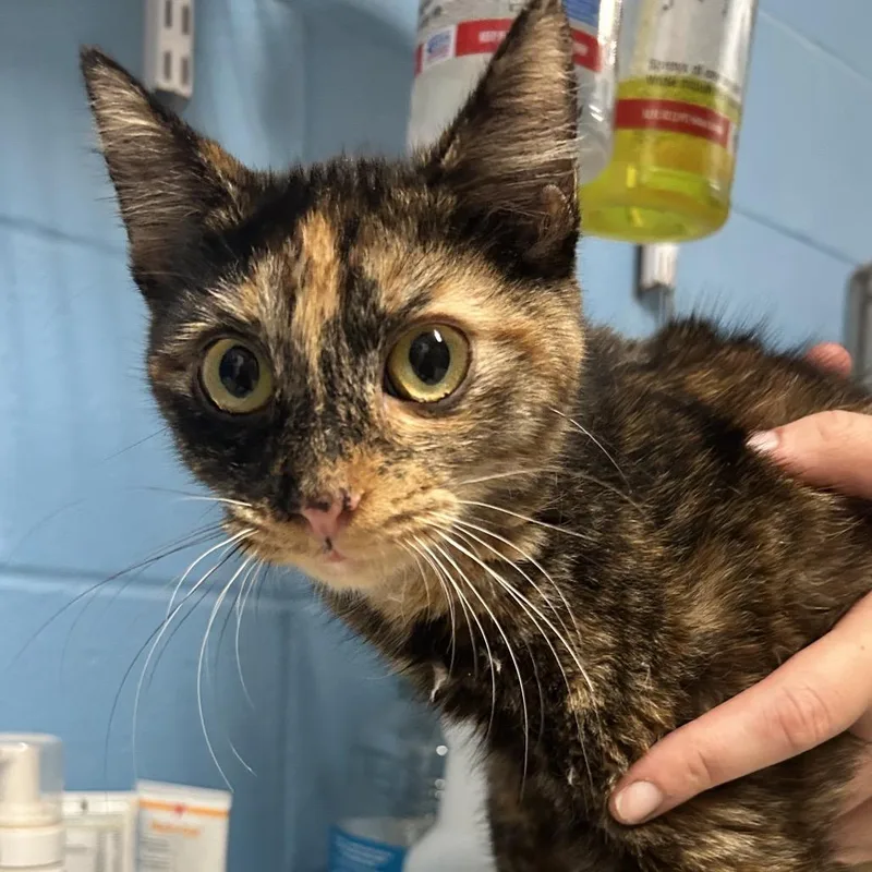 A young small-sized female Brown / Chocolate Domestic Short Hair cat named Sophie for adoption in Newport, NC