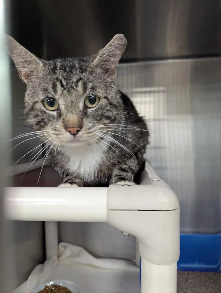 An adult medium-sized male Domestic Short Hair cat named Bernard for adoption in La Porte, IN