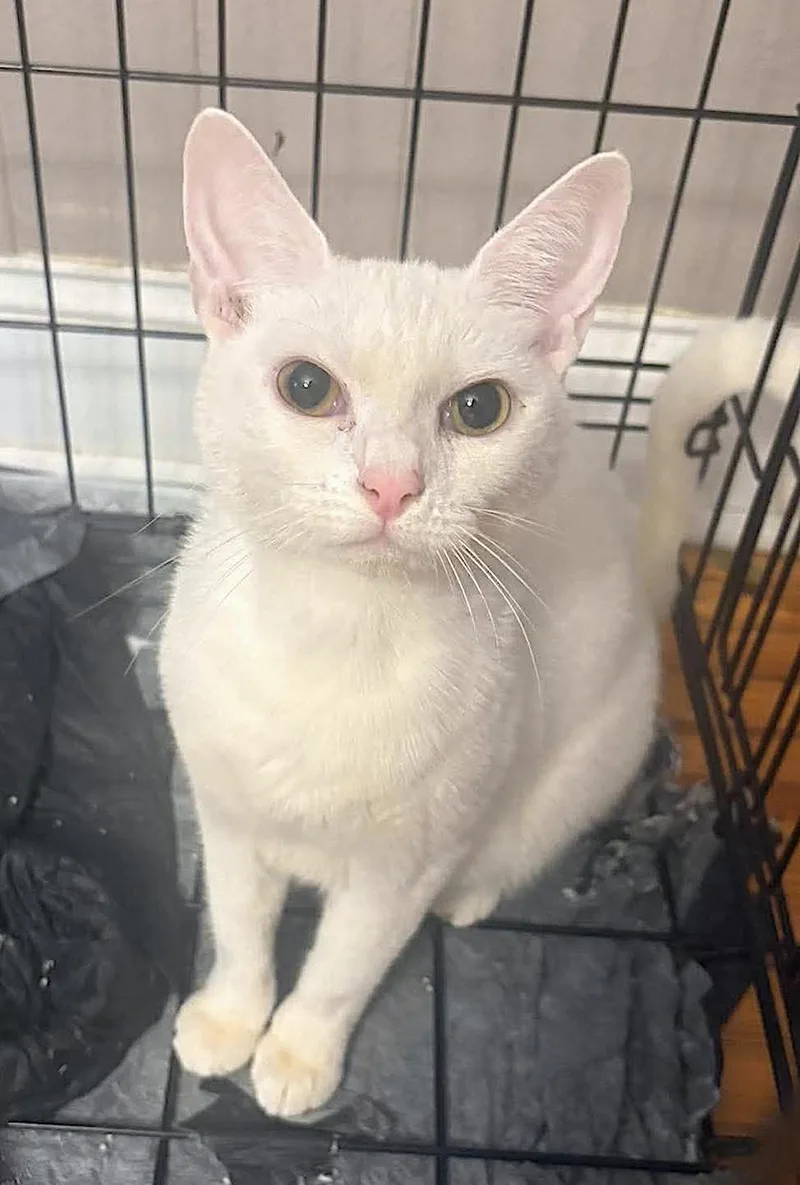 An adult medium-sized female White Domestic Short Hair cat named Crystal for adoption in Albemarle, NC
