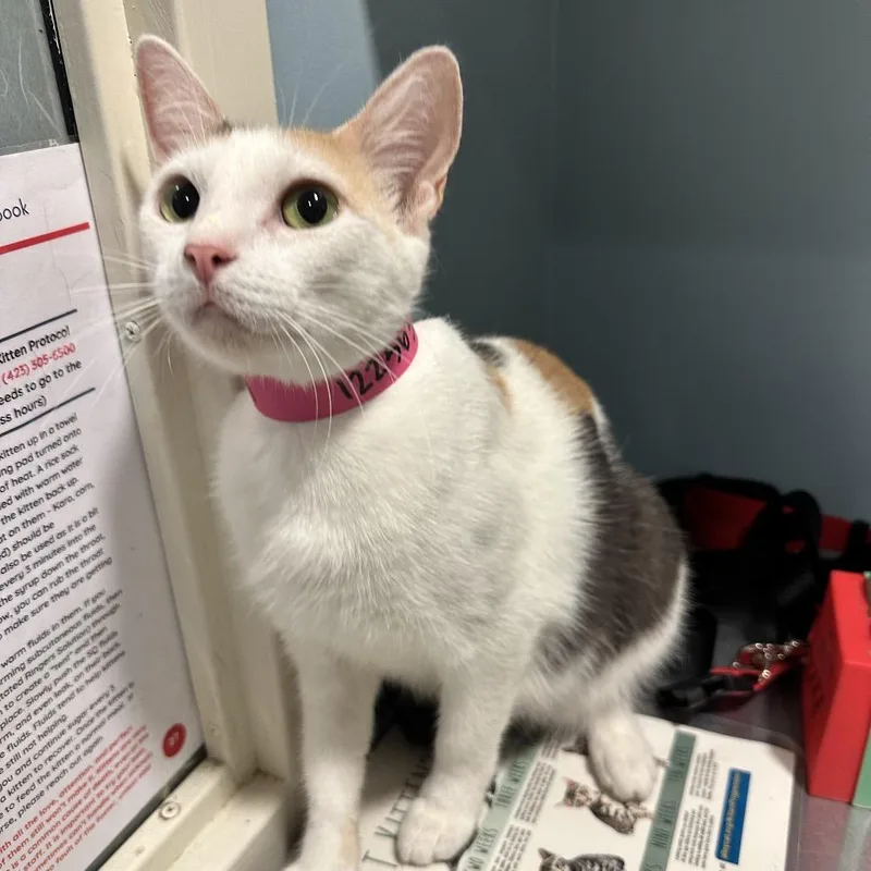 An adult medium-sized female White Domestic Short Hair cat named Cali for adoption in Chattanooga, TN