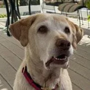 A senior large-sized female Yellow / Tan / Blond / Fawn Labrador Retriever dog named Layla for adoption in Concord, CA