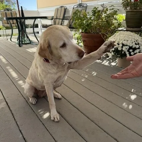 Layla thumbnail 5