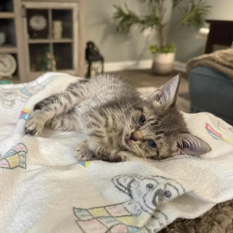 A baby medium-sized female Tabby cat named Leah for adoption in Magnolia Springs, AL
