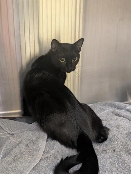 An adult medium-sized female Domestic Short Hair cat named Katia for adoption in Independence, MO