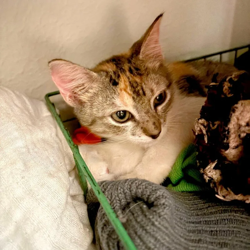 A baby small-sized female Brown / Chocolate Domestic Short Hair cat named Wember for adoption in Austin, TX