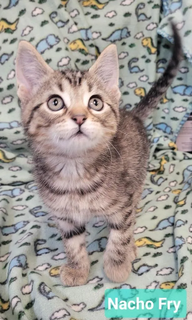 A baby small-sized male Domestic Short Hair cat named Nacho fry for adoption in Richmond, IN