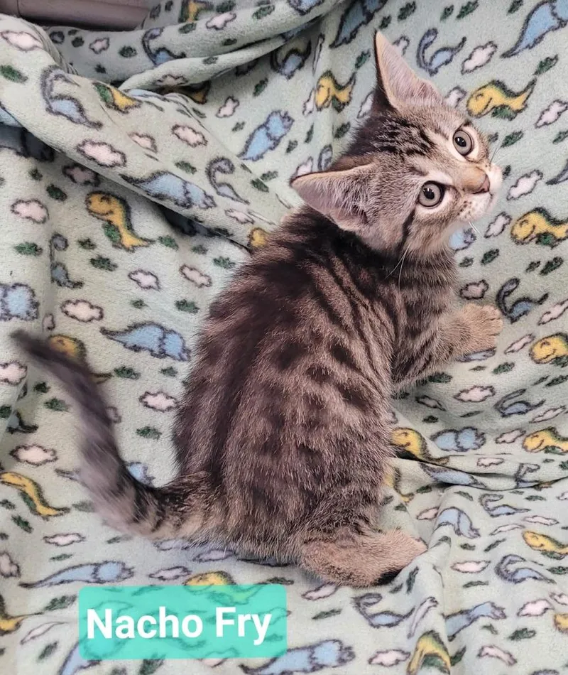 Nacho fry thumbnail 3