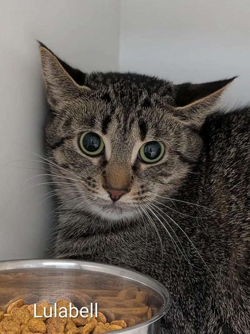 An adult medium-sized female Tabby (Brown / Chocolate) Domestic Short Hair cat named Lulabell for adoption in Flint, MI