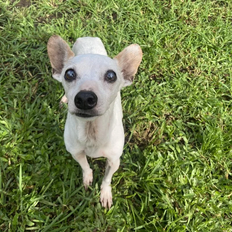 A senior small-sized male White / Cream Mixed Breed dog named Hero for adoption in Keaau, HI