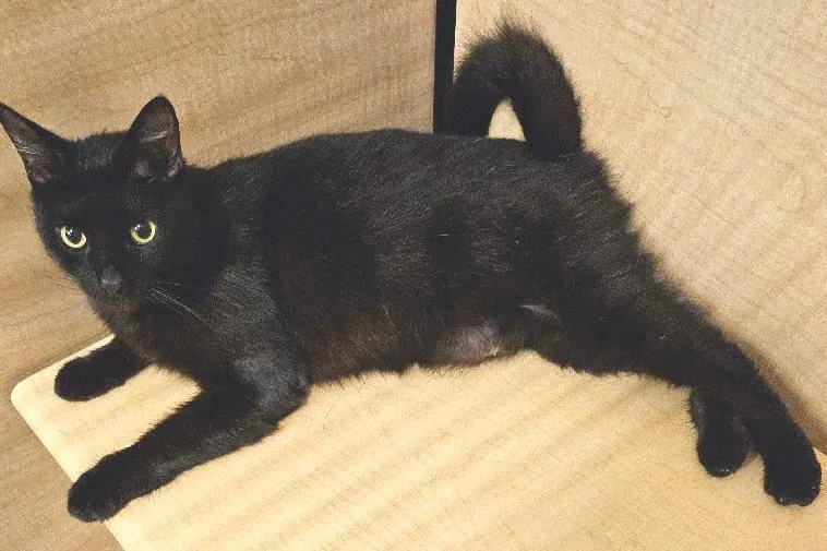 An adult medium-sized male Black Domestic Short Hair cat named Savoy for adoption in Tulsa, OK