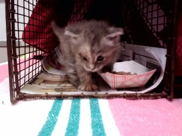 A baby small-sized female Domestic Medium Hair cat named A for adoption in Martinez, CA