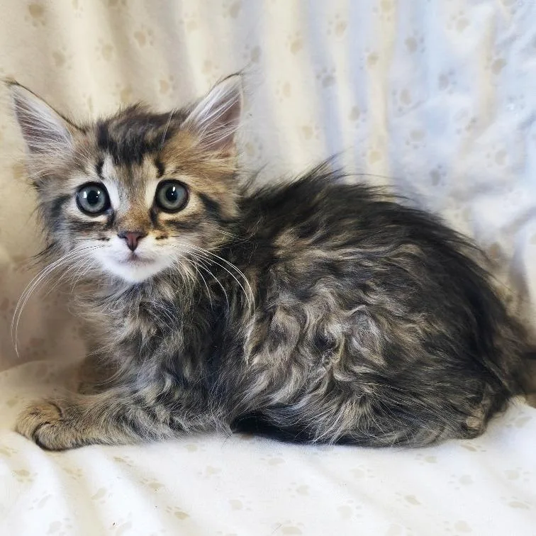 A baby small-sized male Domestic Long Hair cat named Baguette for adoption in Mount Juliet, TN