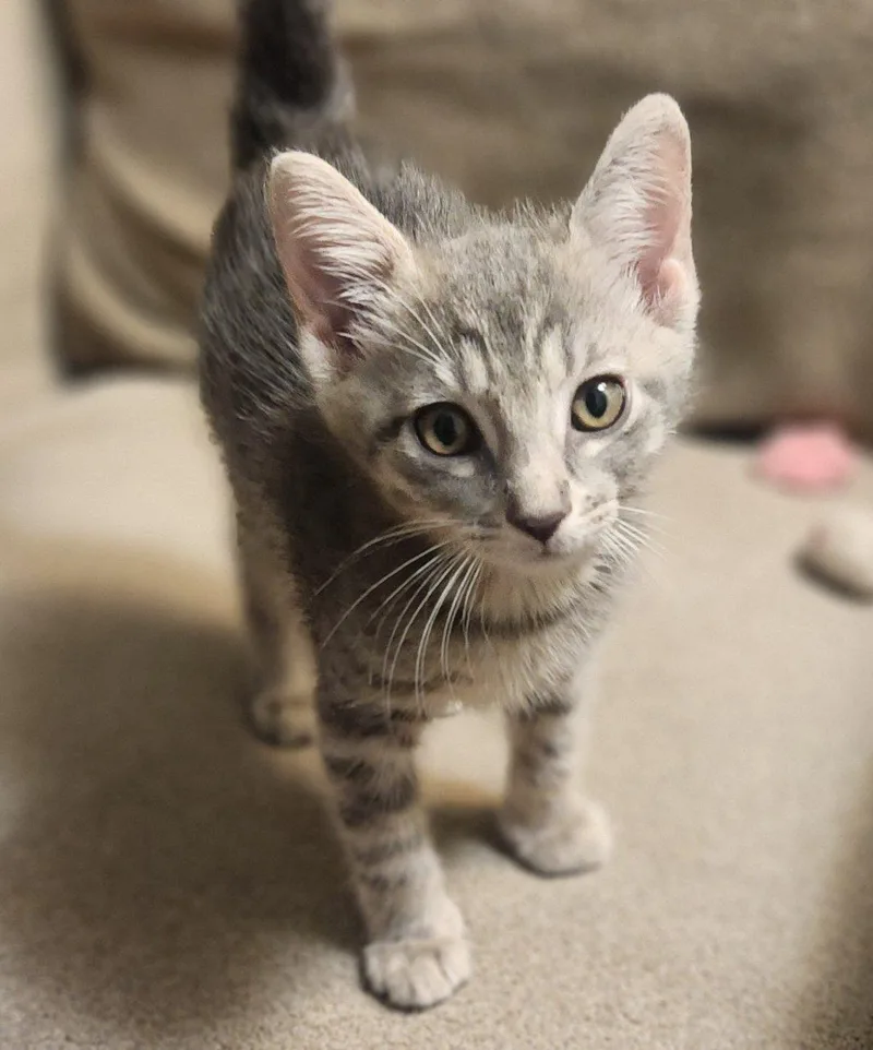 A baby small-sized male Tabby (Gray / Blue / Silver) Domestic Short Hair cat named Focus for adoption in Raleigh, NC