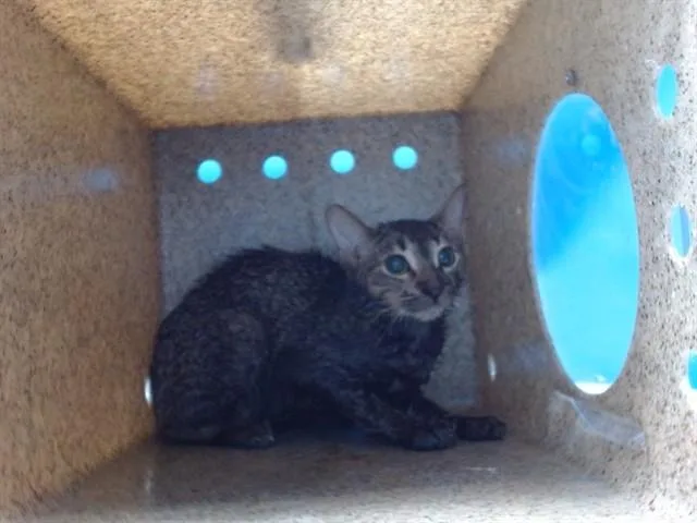 A baby medium-sized female Domestic Short Hair cat named Stomper for adoption in Gardena, CA