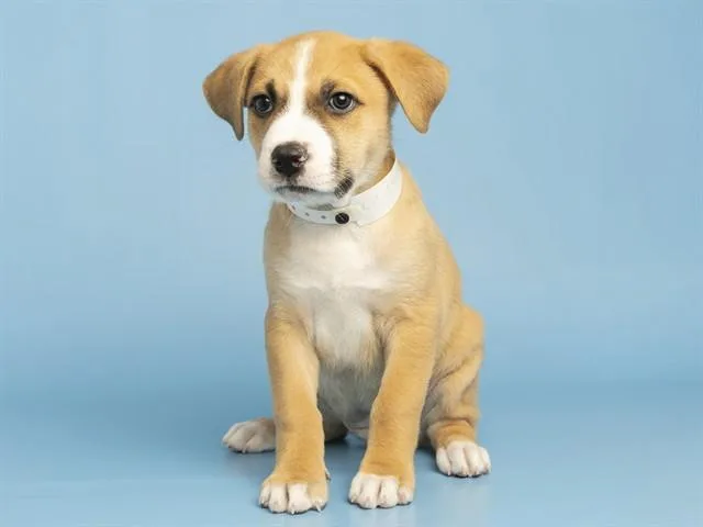 A baby small-sized female Pit Bull Terrier dog named Lily for adoption in Phoenix, AZ