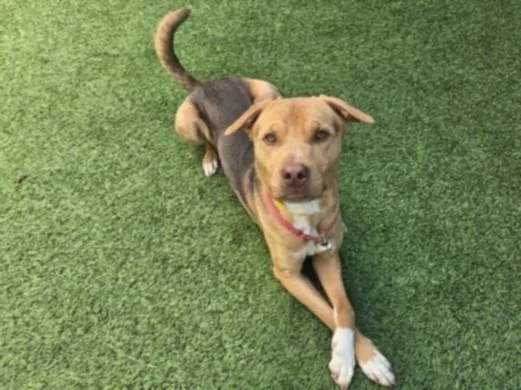 A young medium-sized male Labrador Retriever dog named Mellow for adoption in Chatsworth, CA