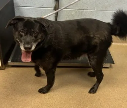 An adult large-sized male Mixed Breed dog named Gilbert for adoption in Chamblee, GA