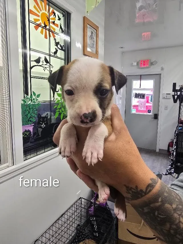 A baby small-sized female Mixed Breed dog named Brie for adoption in Glenfield, NY
