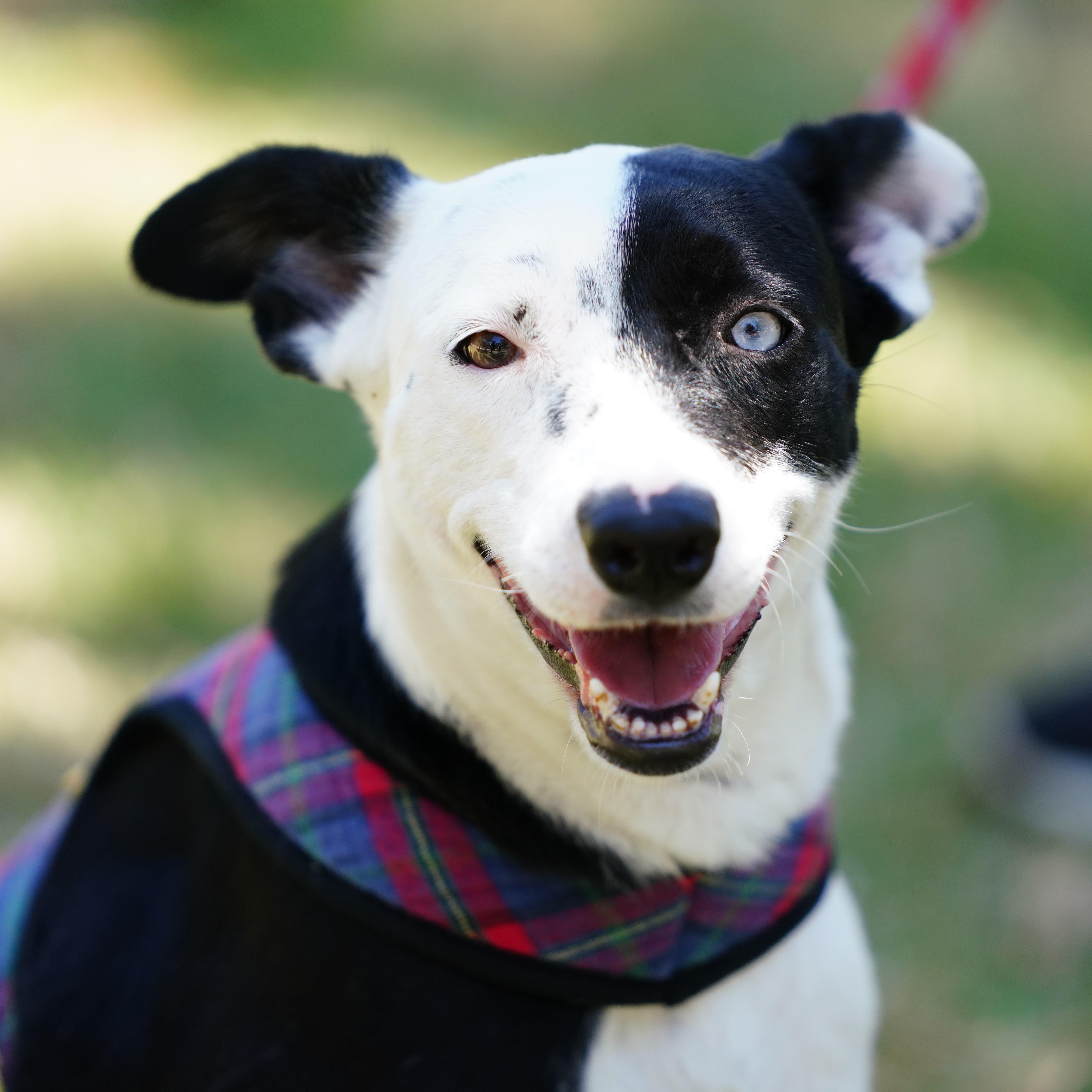 A young medium-sized female Border Collie dog named Azalia for adoption in Orange, CA